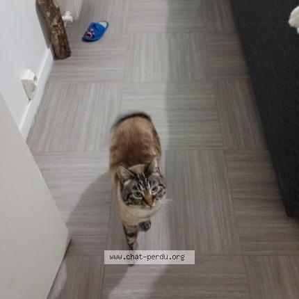 Photo 2/2 Princesse Chat perdu à Saumur