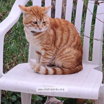 Photo 1/1 TOMY Chat perdu à Vauchamps