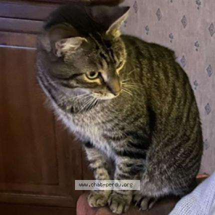 Photo 1/1 Jolia Chat perdu à Chevrier