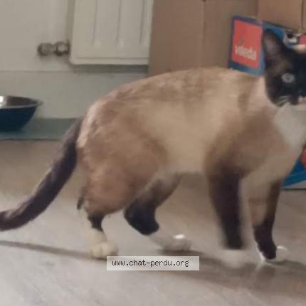 Photo 1/1 Wesh Chat perdu à Brest