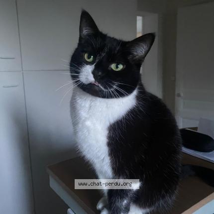 Photo 1/1 Chat retrouvé Perdu à Bagneaux Sur Loing