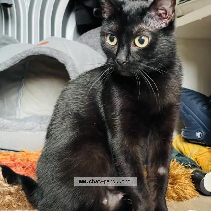 Photo 1/1 Luna Chat perdu à Paris