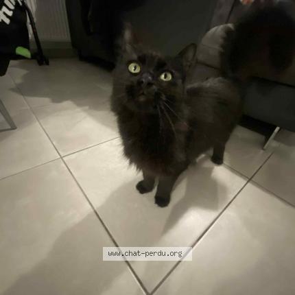 Photo 1/1 Chat retrouvé Perdu à Toulouse