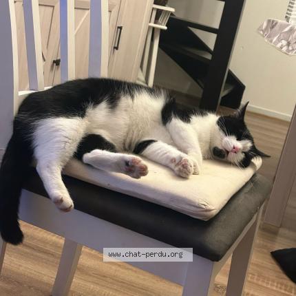 Photo 1/1 Seyu Chat perdu à Lille