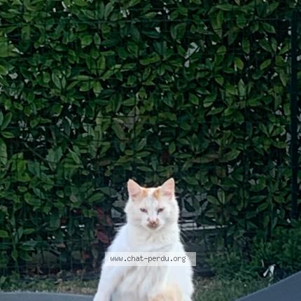 Photo de chat perdu à Daumeray