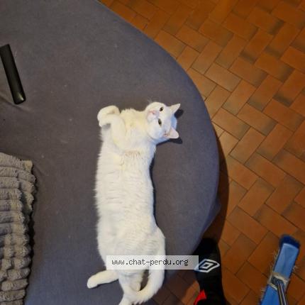 Photo de chat perdu à Mazamet
