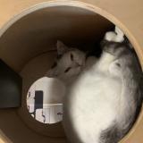 Photo de chat perdu à Ecommoy