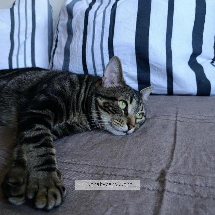 Photo 1/1 Chat retrouvé Perdu à Eckwersheim