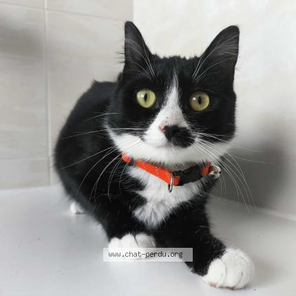 Photo de chat perdu à Bordeaux Cauderan