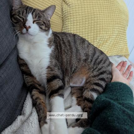 Photo 1/1 Chat retrouvé Perdu à Reze
