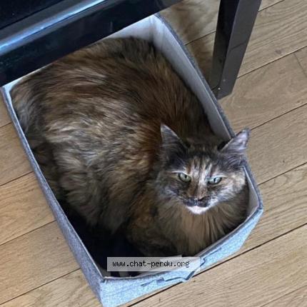 Photo 1/1 Minette Chat perdu à Paris