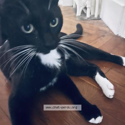 Photo 1/1 Marteens Chat perdu à Marseille