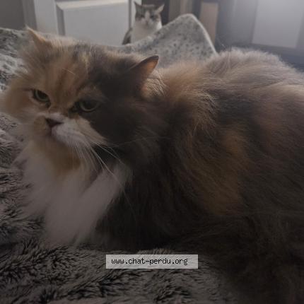 Photo 1/1 LEXI Chat perdu à Maisons laffitte