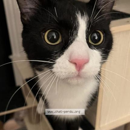 Photo de chat perdu à Nancy