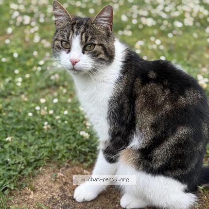 Photo 1/1 Lucky Chat perdu à Balan