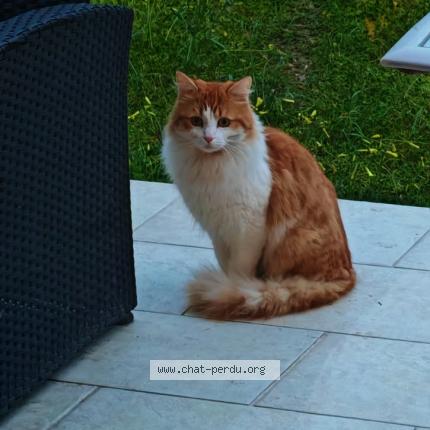 Photo 1/1 Chat retrouvé Perdu à Cagnes Sur Mer