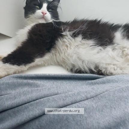 Photo de chat perdu à Chartres