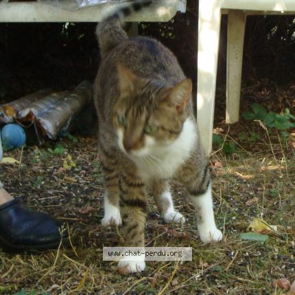 Photo de chat trouvé à Fussy