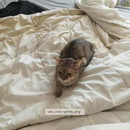 Photo 1/1 Chat retrouvé Trouvé à Reims