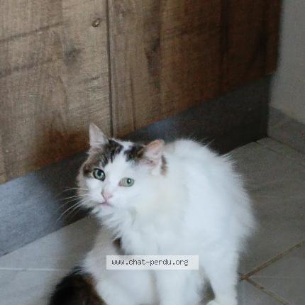 Photo 1/1 Chat retrouvé Perdu à Viesly