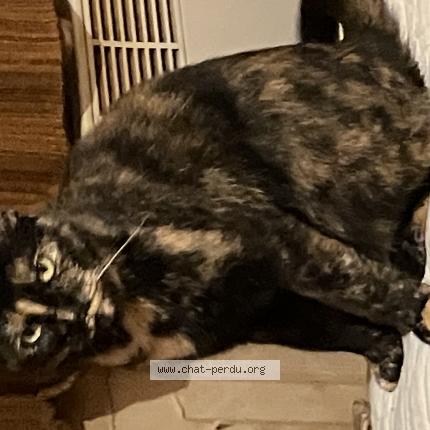 Photo 1/1 Cybil Chat perdu à Saint pierre des corps