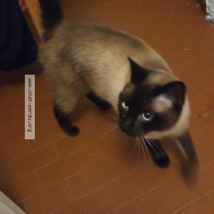 Photo 1/1 CARAMEL Chat perdu à Neuchatel