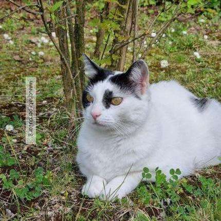 Photo de chat perdu à Ablon Sur Seine