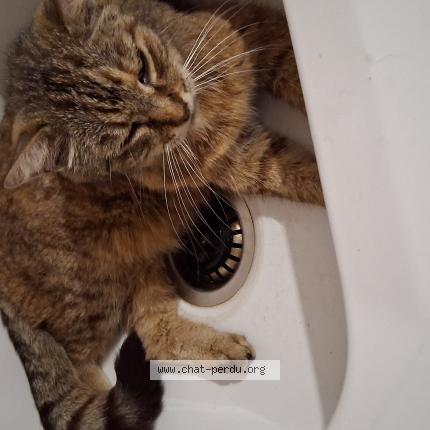 Photo 1/1 Chat retrouvé Perdu à Narbonne