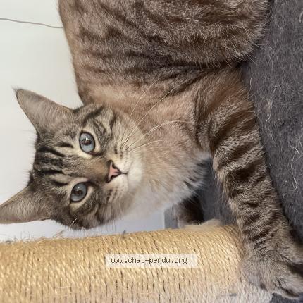 Photo de chat perdu à Fontaines Sur Saone