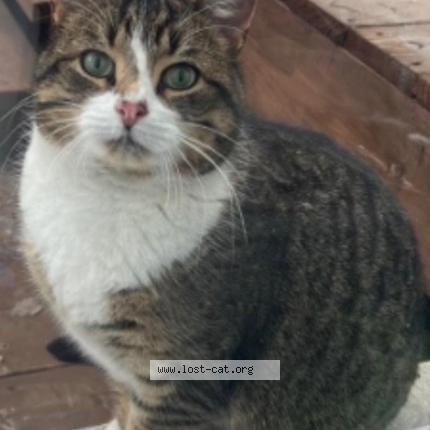 Photo 1/1 Lala Chat perdu à St bruno de montarville