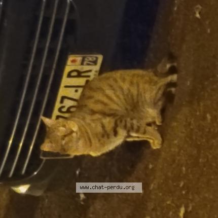 Photo 1/1 Chat trouvé Trouvé à Orleans