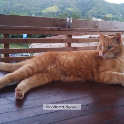 Photo de chat perdu à Saint Jean De Muzols
