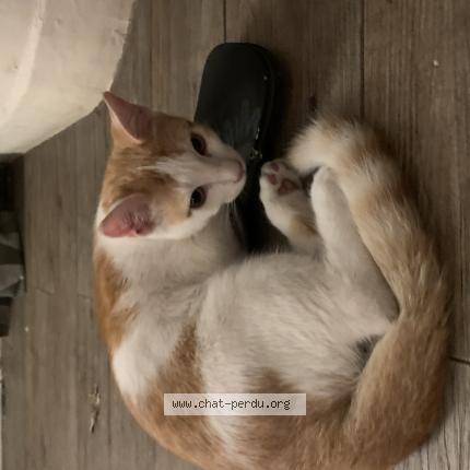 Photo 1/1 Piccolino Chat perdu à Nice