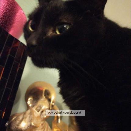 Photo 1/1 Nala Chat perdu à Lattes