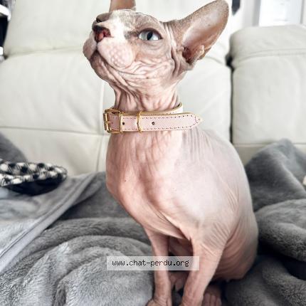 Photo 1/1 Vanille Chat perdu à Paris