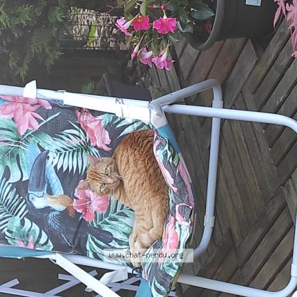 Photo 1/1 Chat retrouvé Perdu à Ozoir La Ferriere