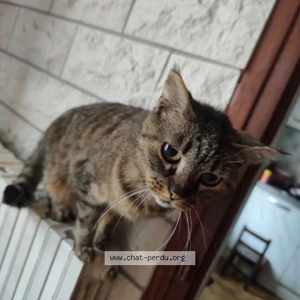 Photo 1/1 Grisette Chat perdu à Suris