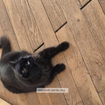 Photo 1/1 Chloroquine Chat perdu à St jorioz