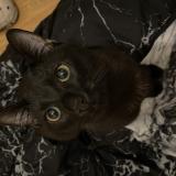 Photo de chat perdu à Thoissey