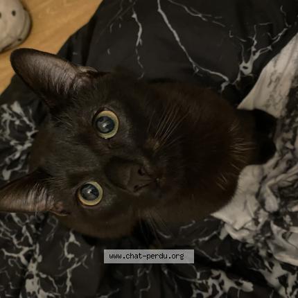 Photo 1/1 Chat retrouvé Perdu à Thoissey