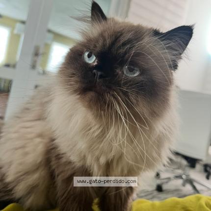 Photo 1/1 APOLO Chat perdu à Toa baja