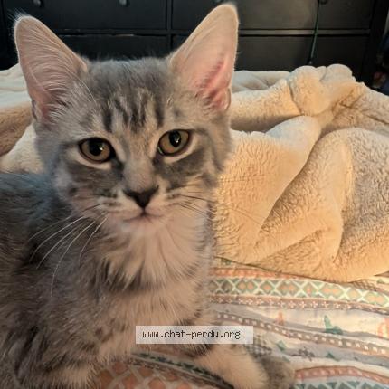 Photo 1/1 Vivian Chat perdu à Granby