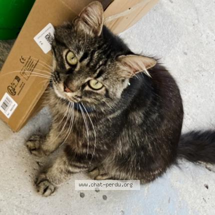 Photo 1/1 Moche Chat perdu à Le pontet