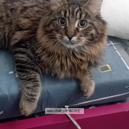 Photo 1/1 Chat retrouvé Perdu à Villiers Le Bel