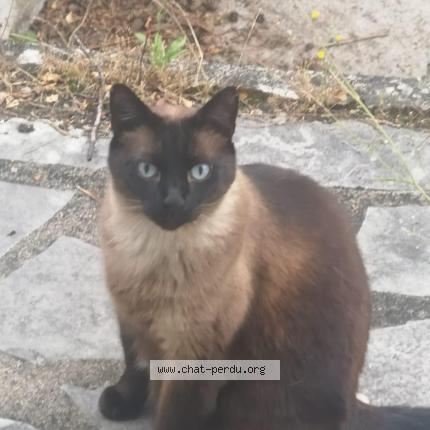 Photo 1/1 Chat retrouvé Perdu à Meung Sur Loire 45130