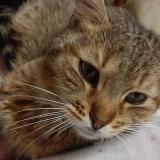 Photo de chat trouvé à Meximieux