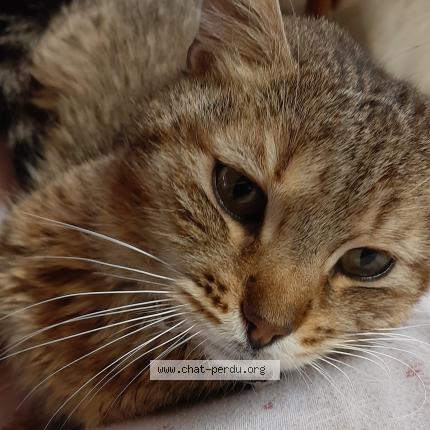 Photo 1/1 Chat retrouvé Trouvé à Meximieux