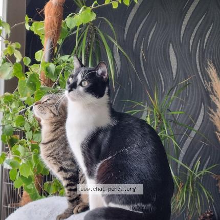 Photo 1/1 Venom Chat perdu à Pontault combault