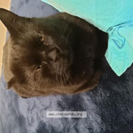 Photo de chat perdu à Hyeres