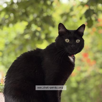 Photo de chat perdu à Blagnac
